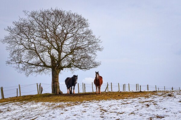 Winterpferde in einem Feld in der Nähe eines Baumes