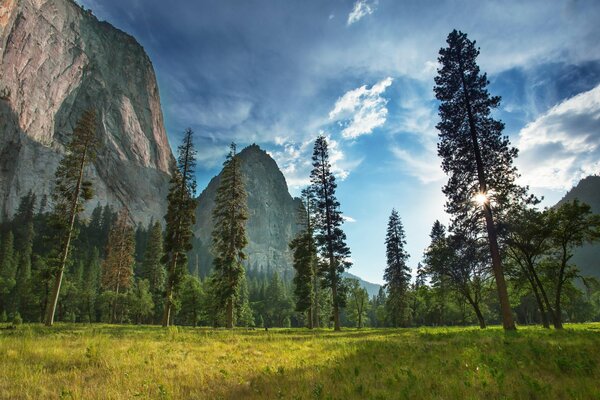 Park Narodowy Yosemite góry i Las