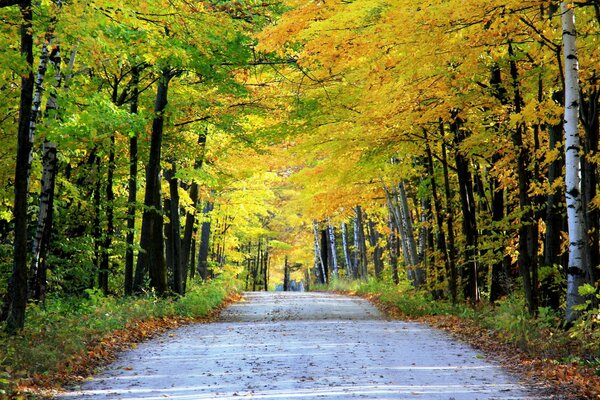 Herbststraße mit Blättern übersät