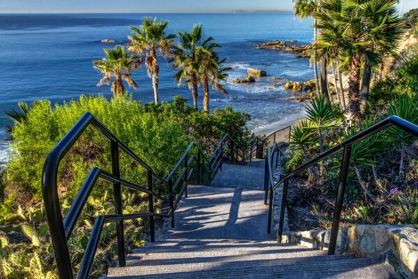 Stairs to the seashore among palm trees