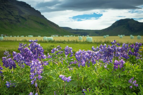 Fleurs de lupin dans les montagnes d Islande