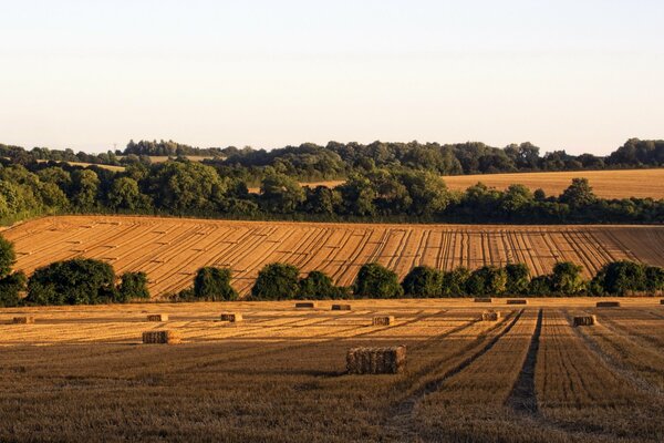 Garben auf den Hampshire-Feldern Englands