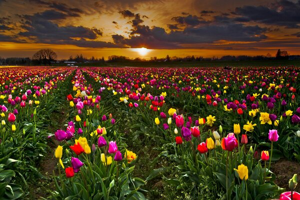 Zachód słońca, pole, kwiaty będą bardzo piękne