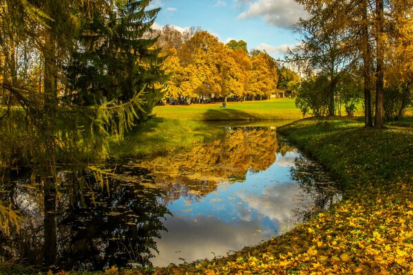 Beautiful trees, river, fallen leaves