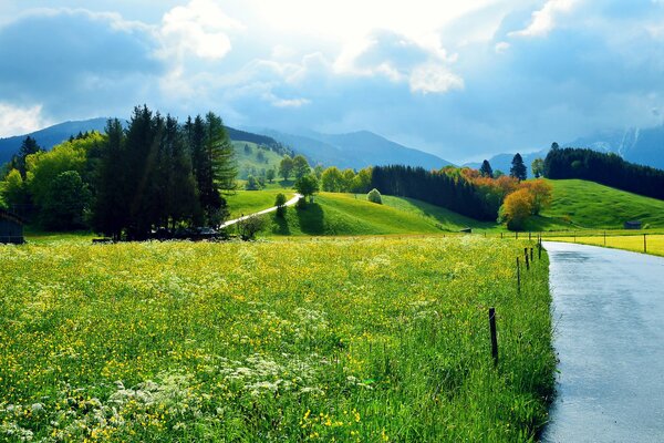 Giornata di sole in un campo tra alberi e fiori