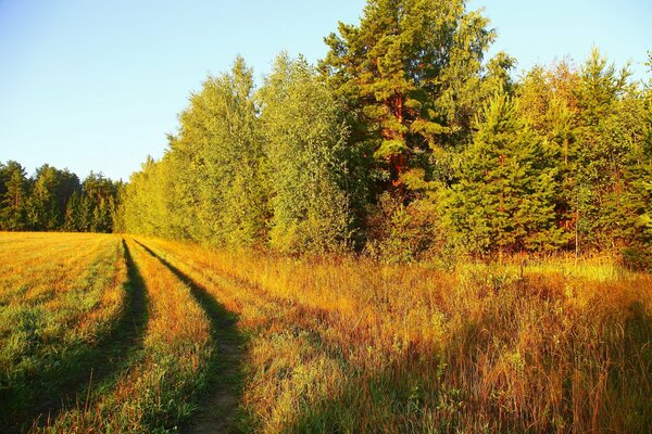 The road through the field into the forest