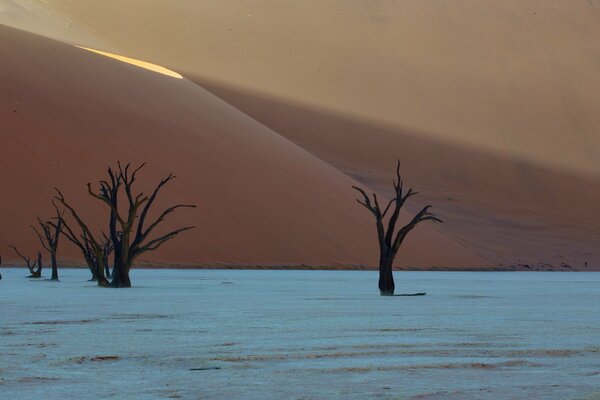 Roter Sand und Bäume in der Wüste