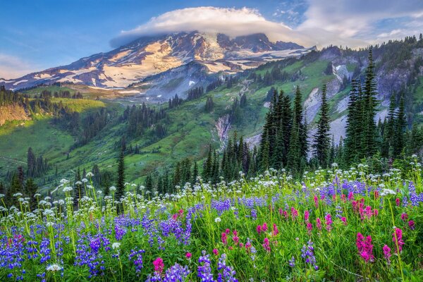 Champ de fleurs devant les montagnes