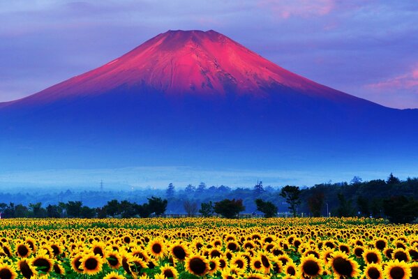 Sunflower field at the foot of Mount Fujiyama