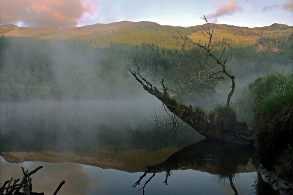 Foresta sopra il fiume e nebbia sotto la montagna