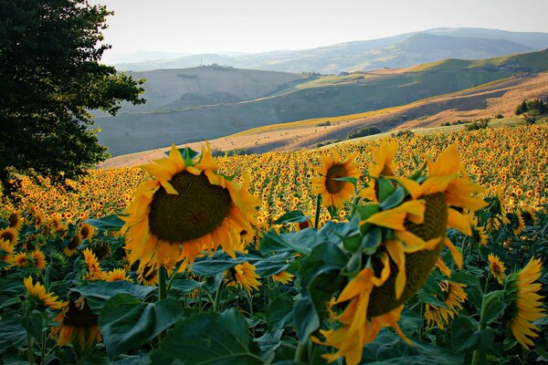 Campos de girasol italianos en medio de colinas