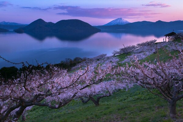 Fiori di ciliegio vicino al lago