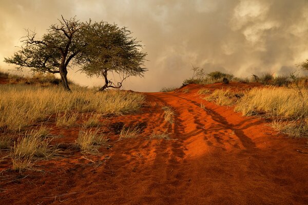Czerwona droga biegnąca w dal afrykańskiej Namibii