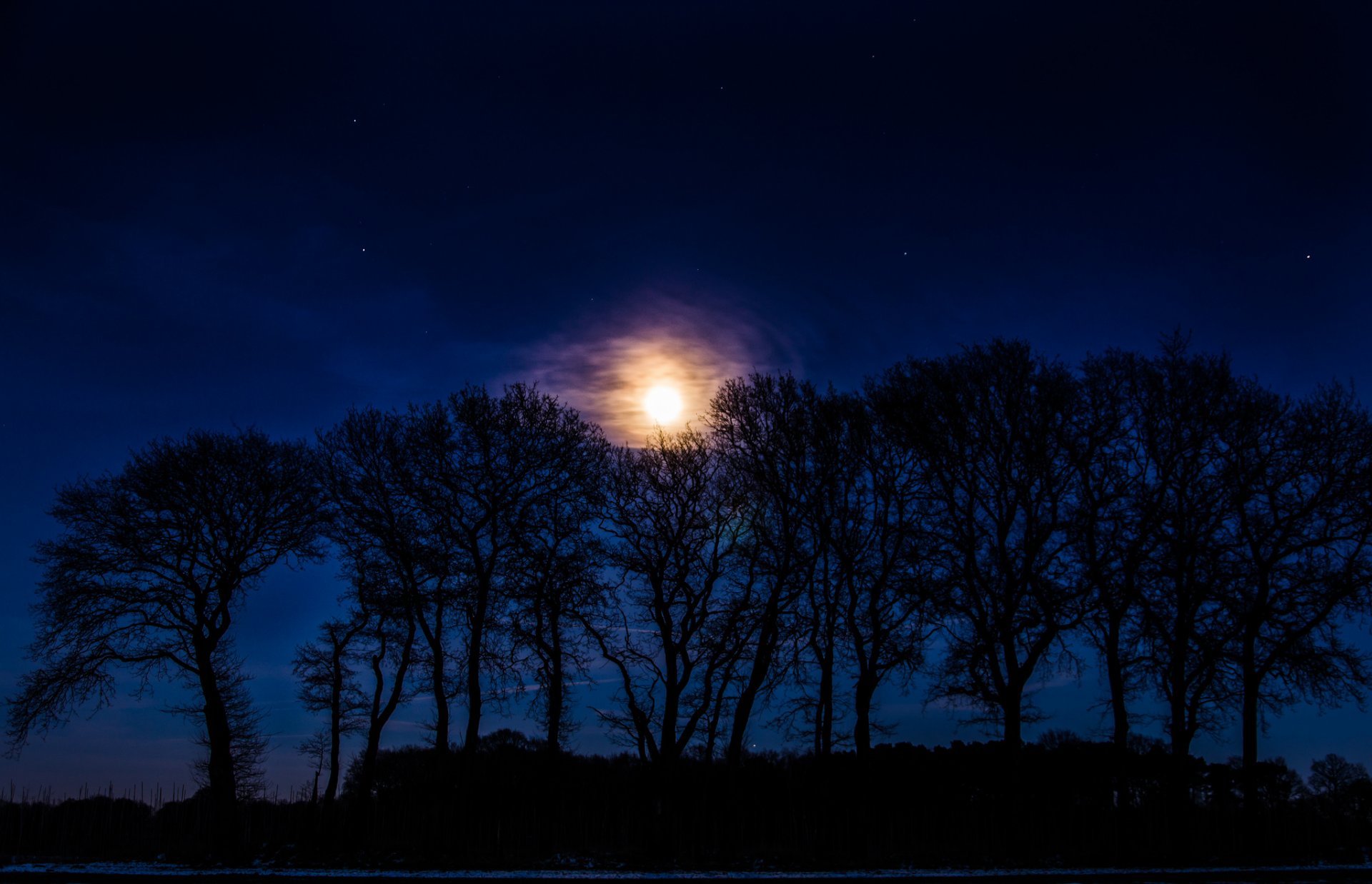 night tree silhouettes moon star