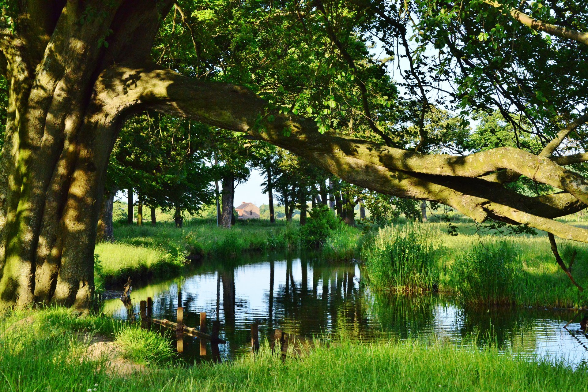 river shore grass mostok tree foliage sun