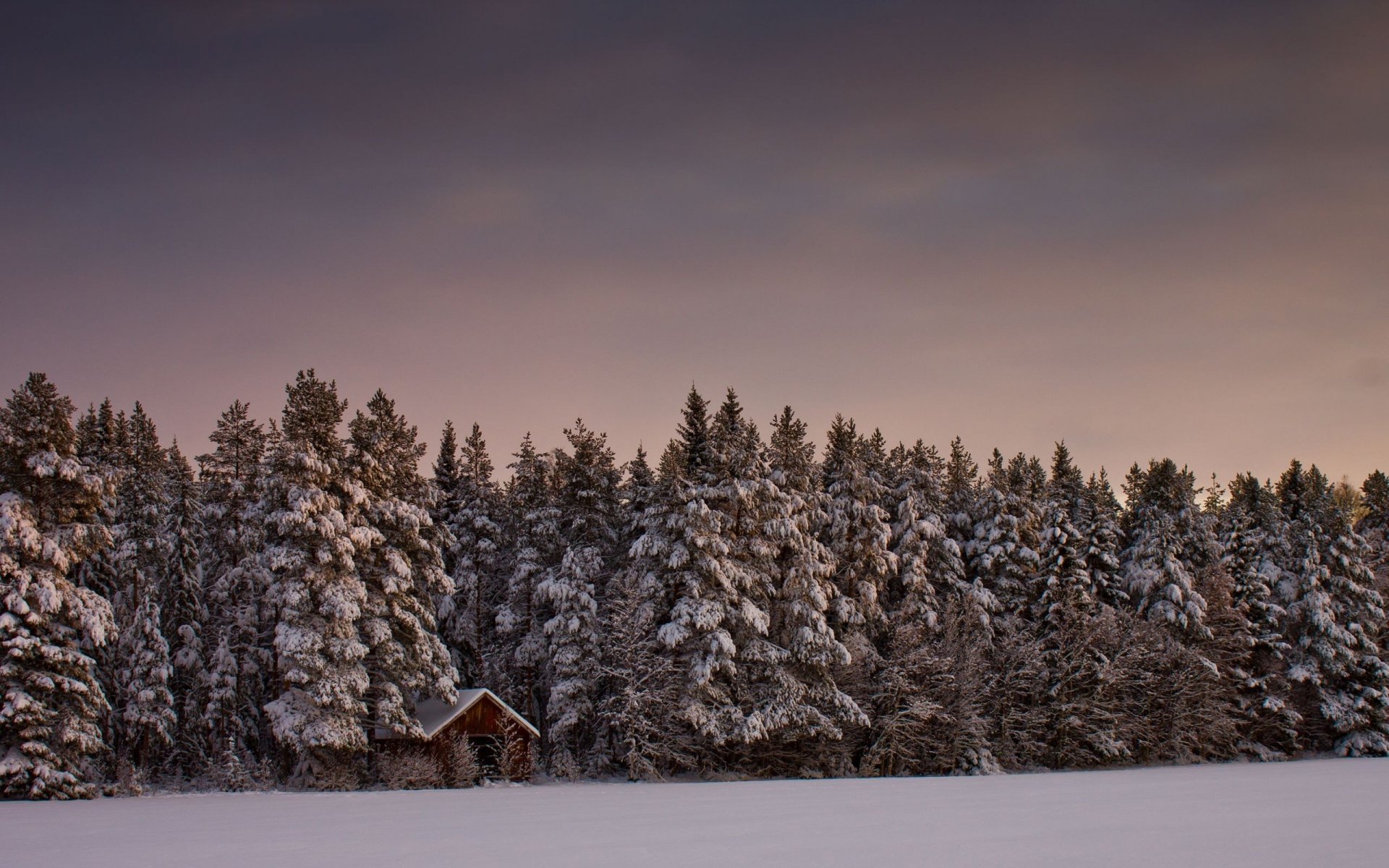 winter forest house snow tree