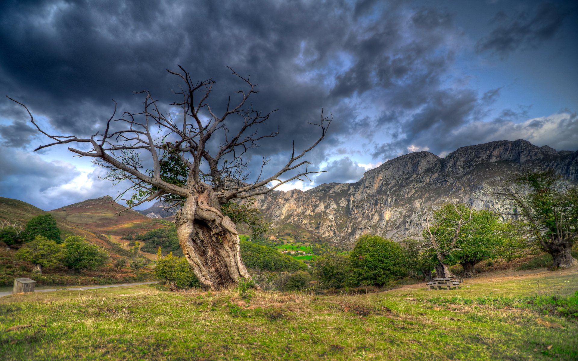 feld baum landschaft