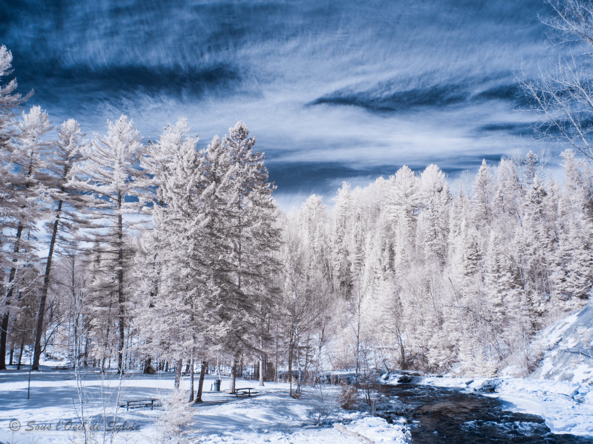 inverno fiume neve alberi