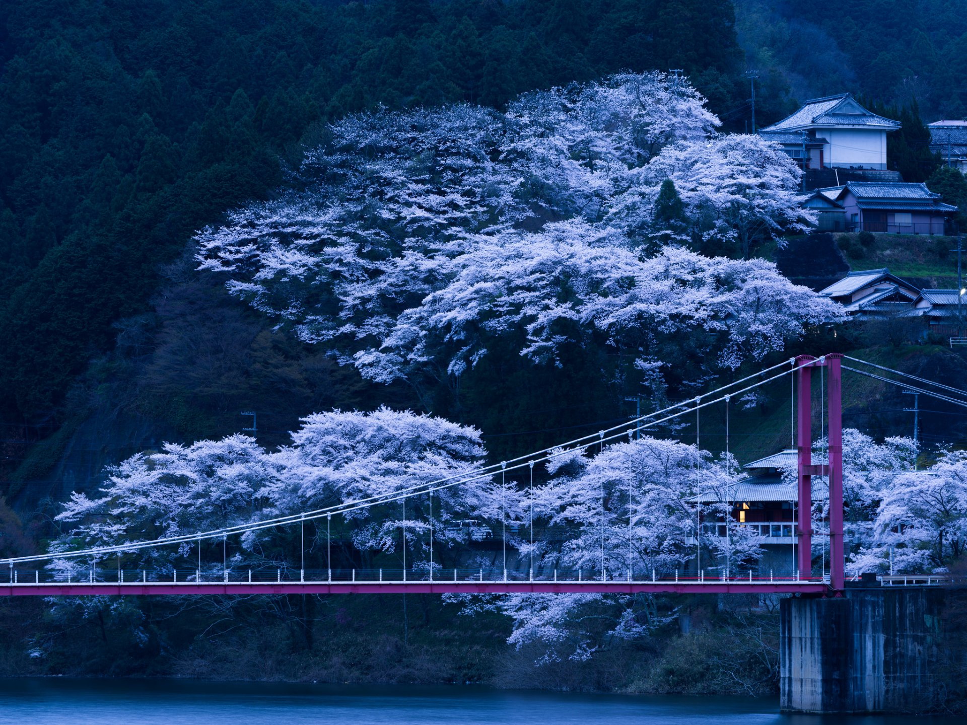 japan bridge tree slope spring bloom sakura night