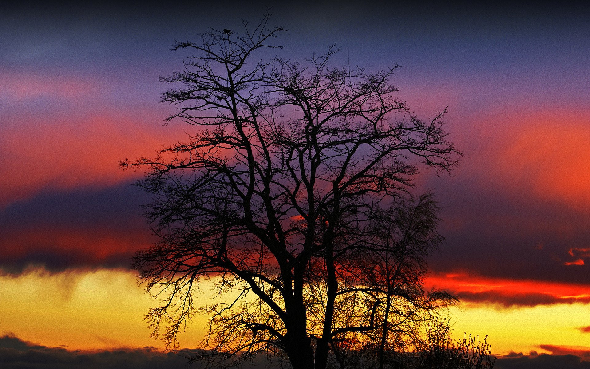 ky clouds sunset glow tree silhouette