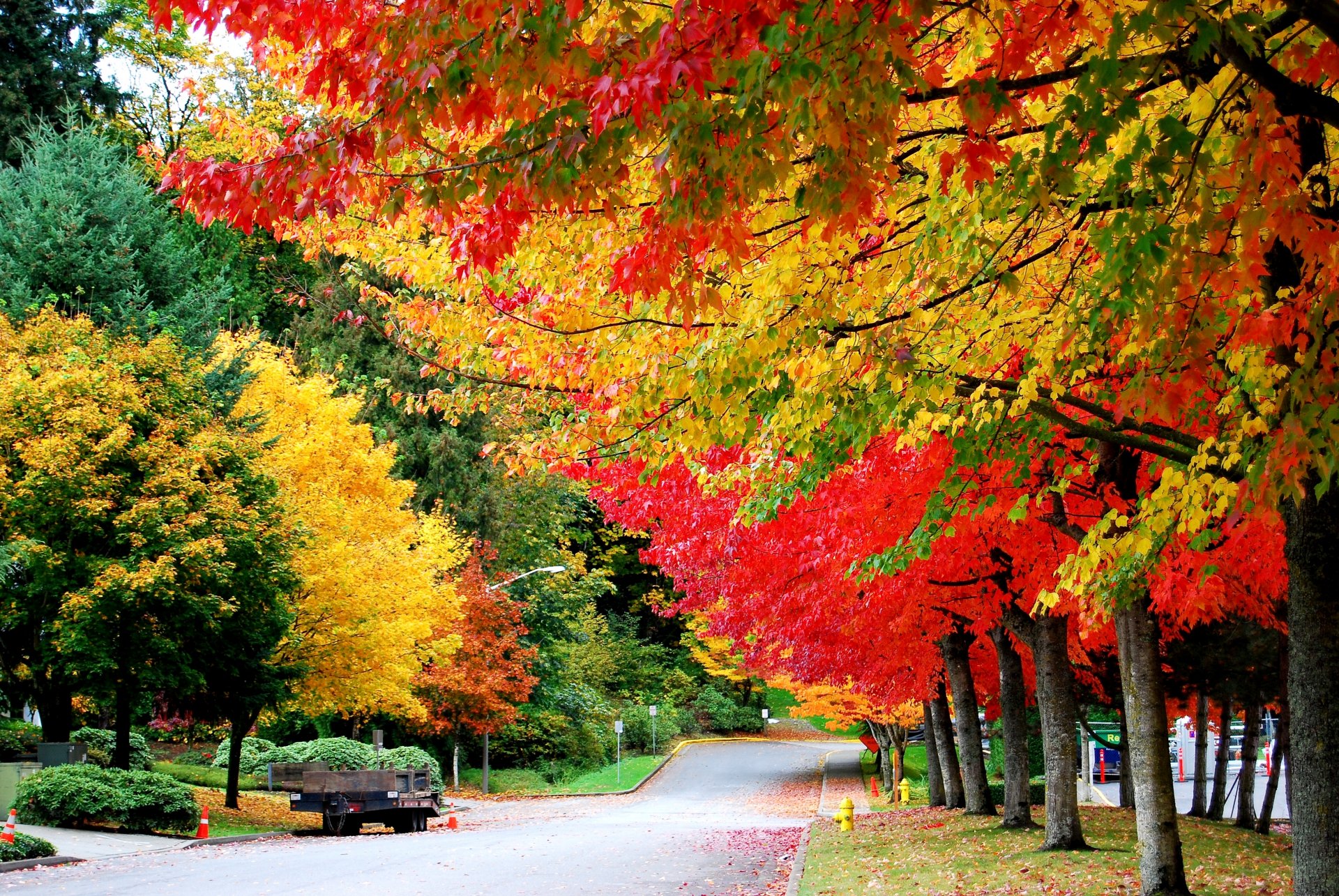 autumn tree foliage road caravan