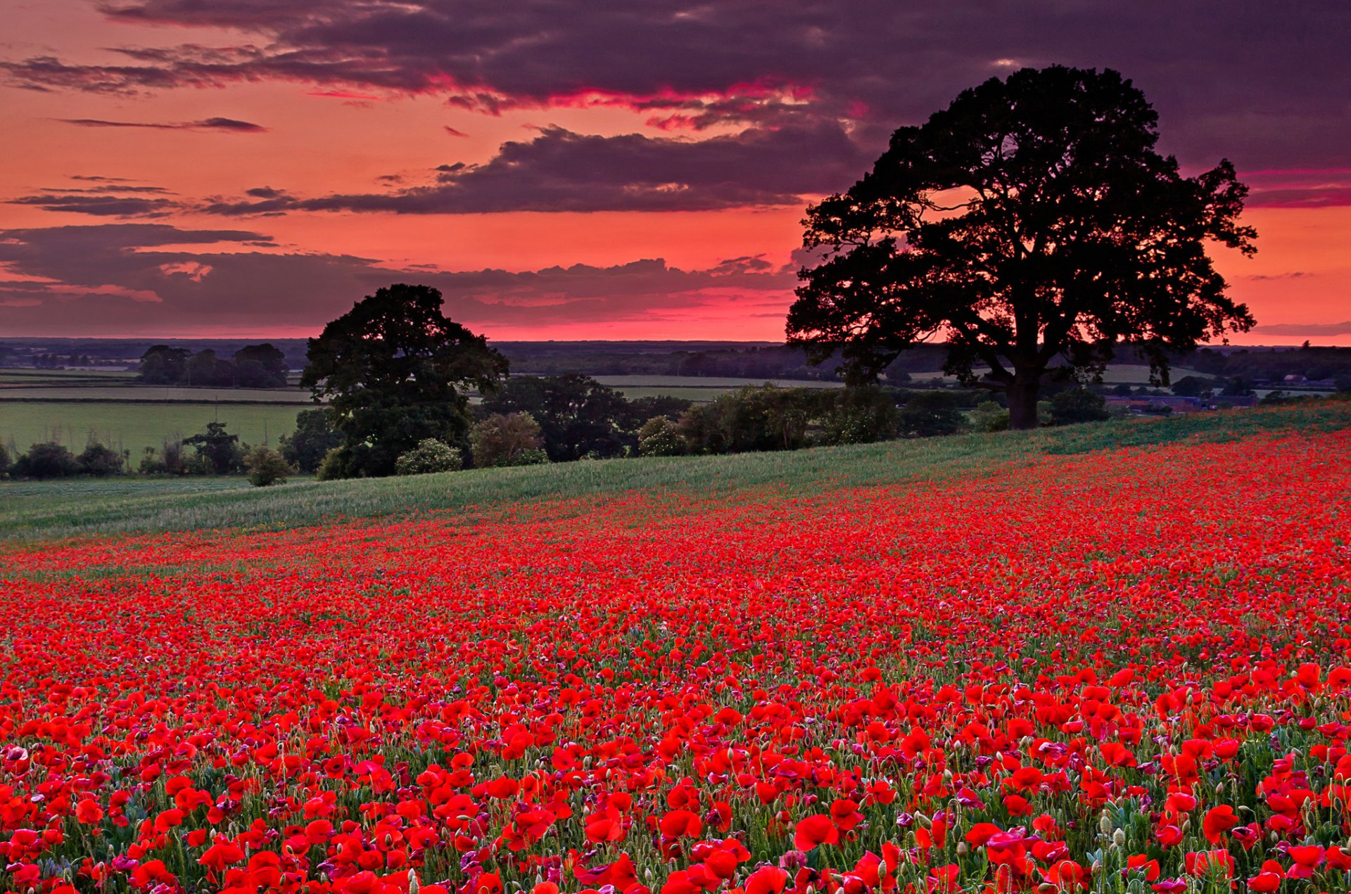 italia cielo nubes resplandor colinas campo prado flores amapolas árboles