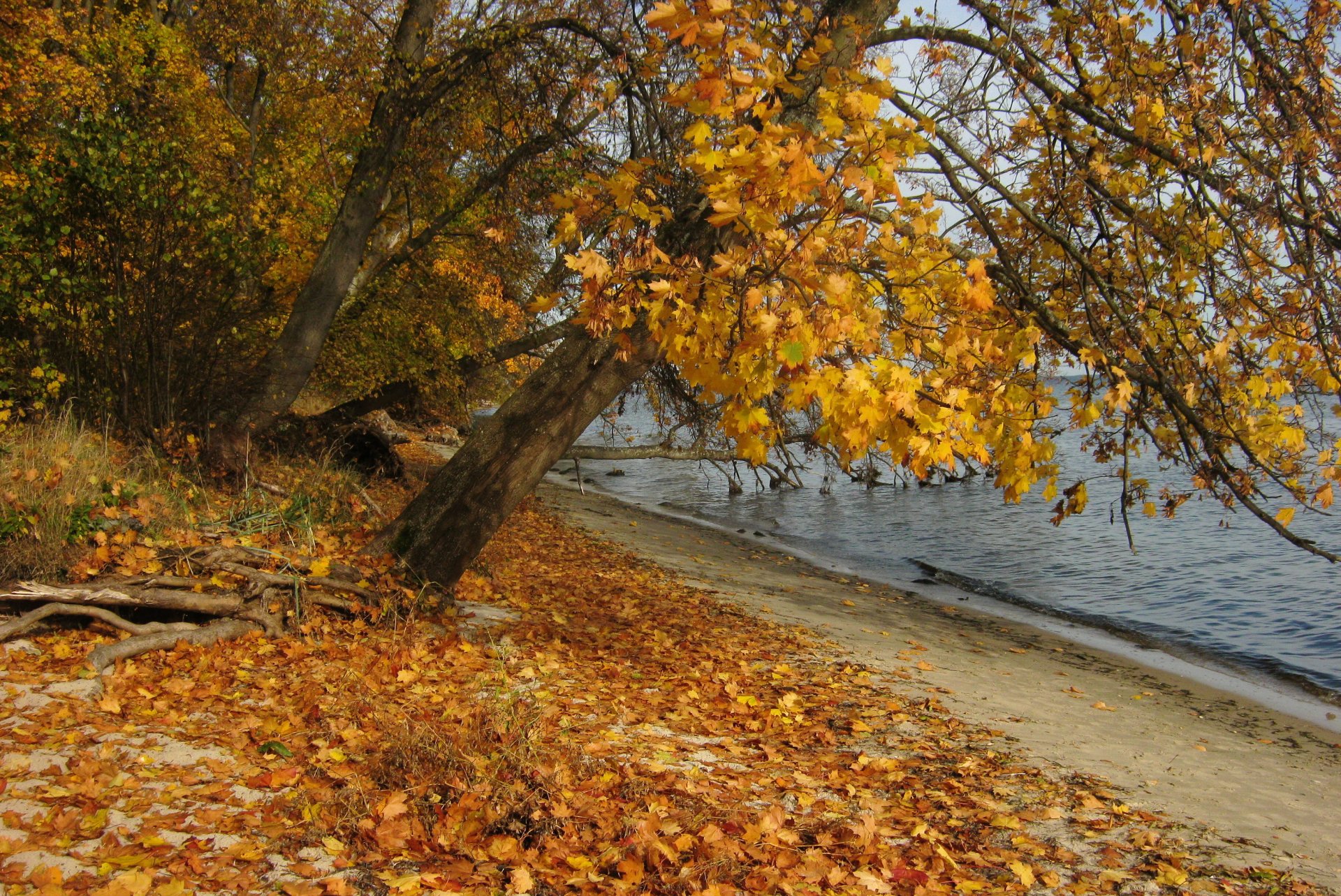 fiume polonia autunno foglie natura foto