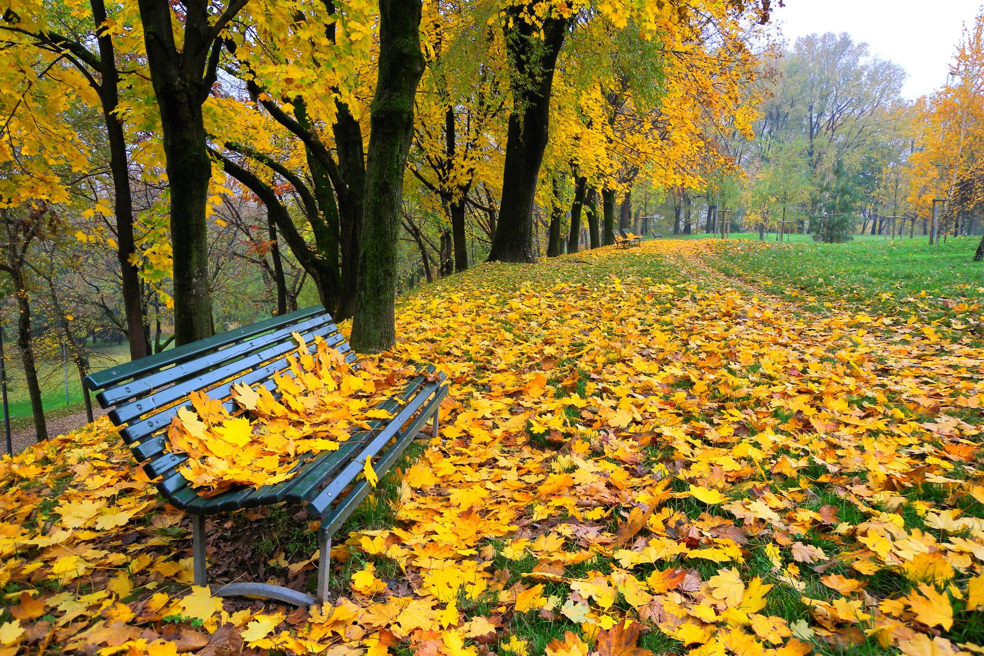 parco alberi vicolo foglie autunno panchina