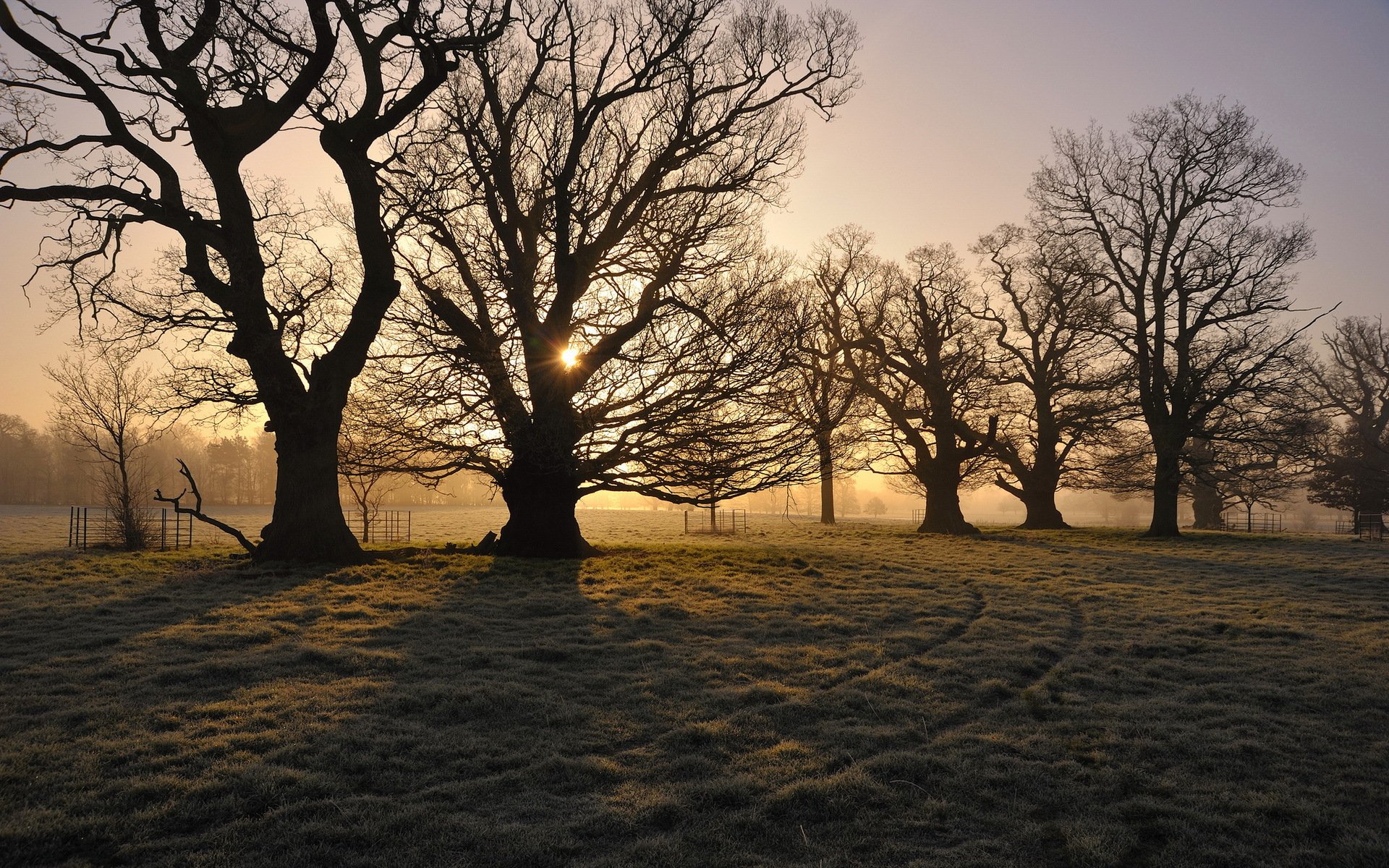 mattina campo alberi