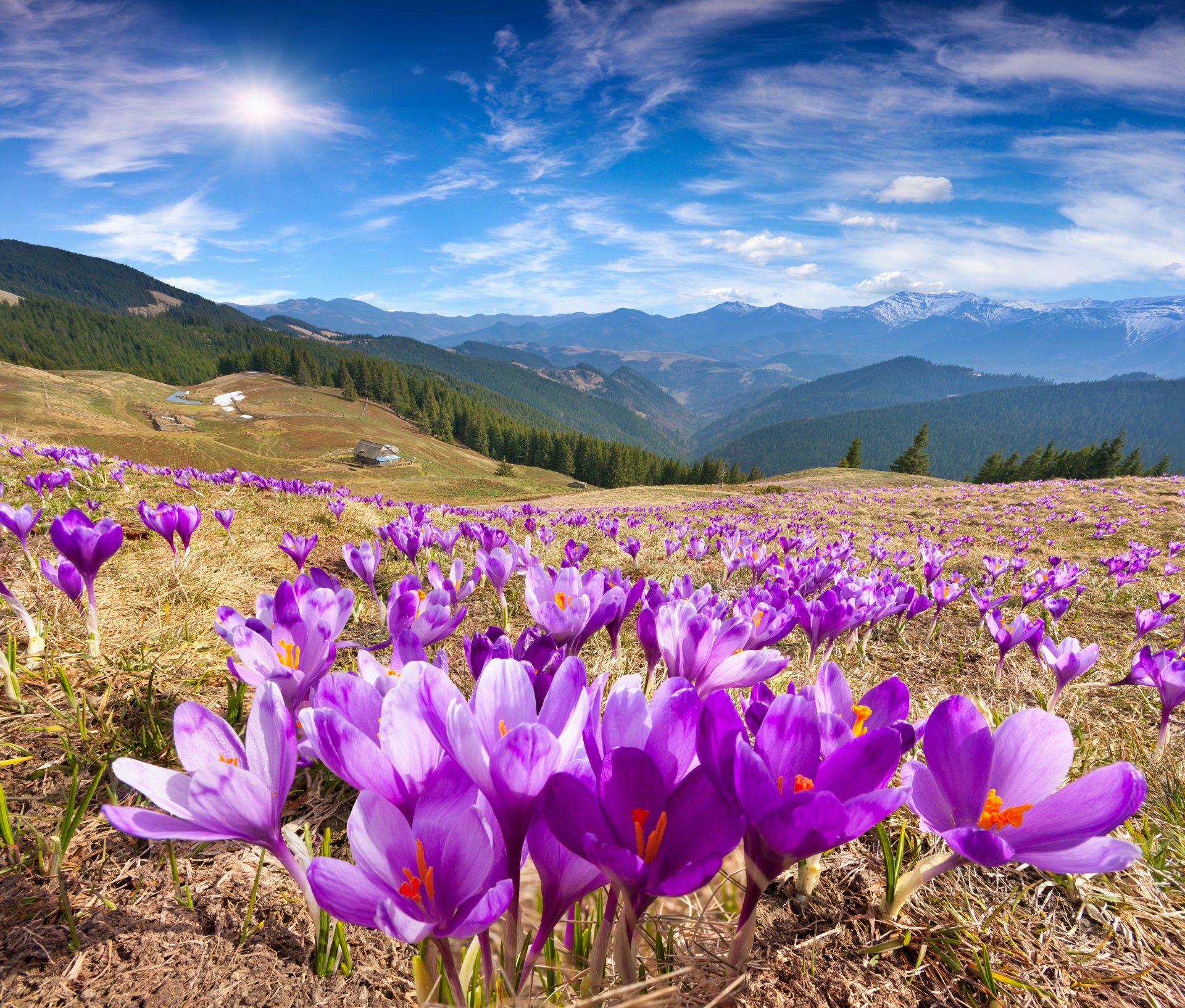 natura paesaggio montagne primavera prati fiori crochi cielo sole