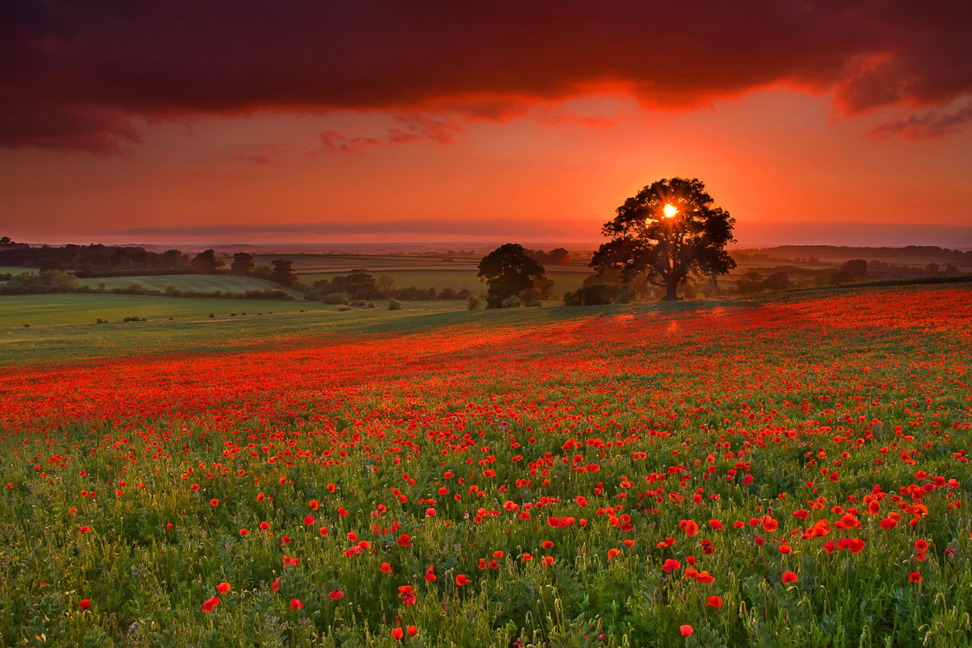 ciel nuages coucher de soleil collines arbre pré champ herbe fleurs coquelicots