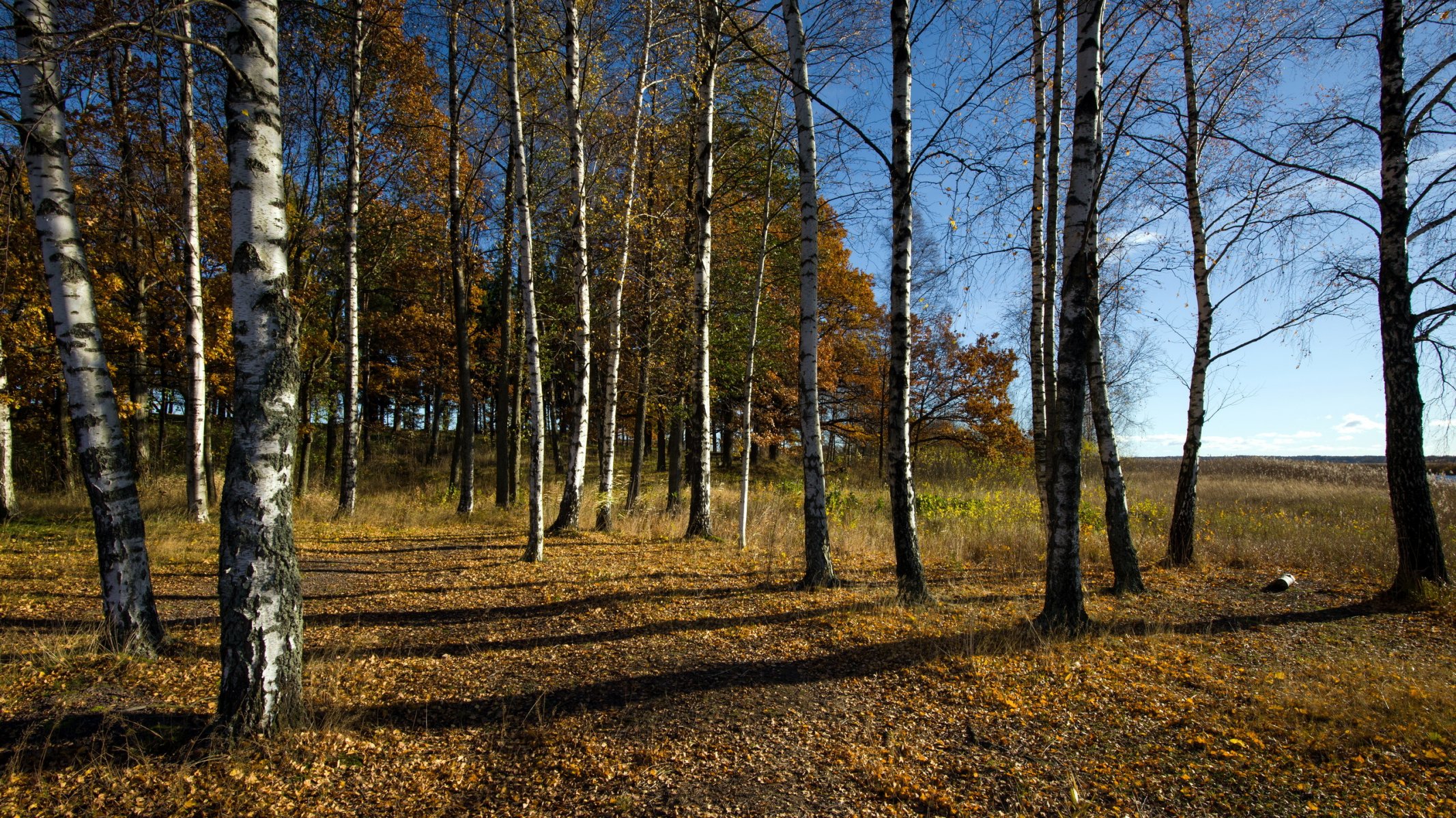 deoevia automne nature