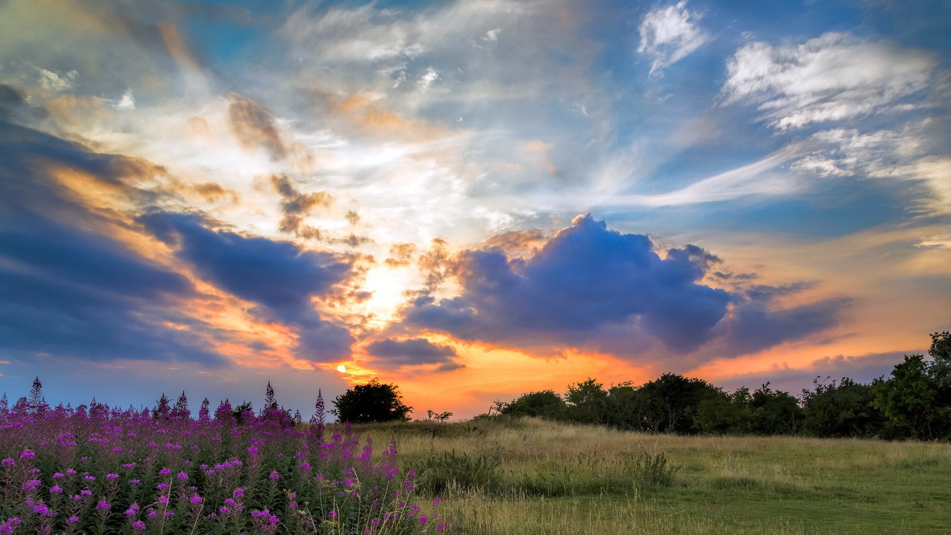 the field sunset landscape