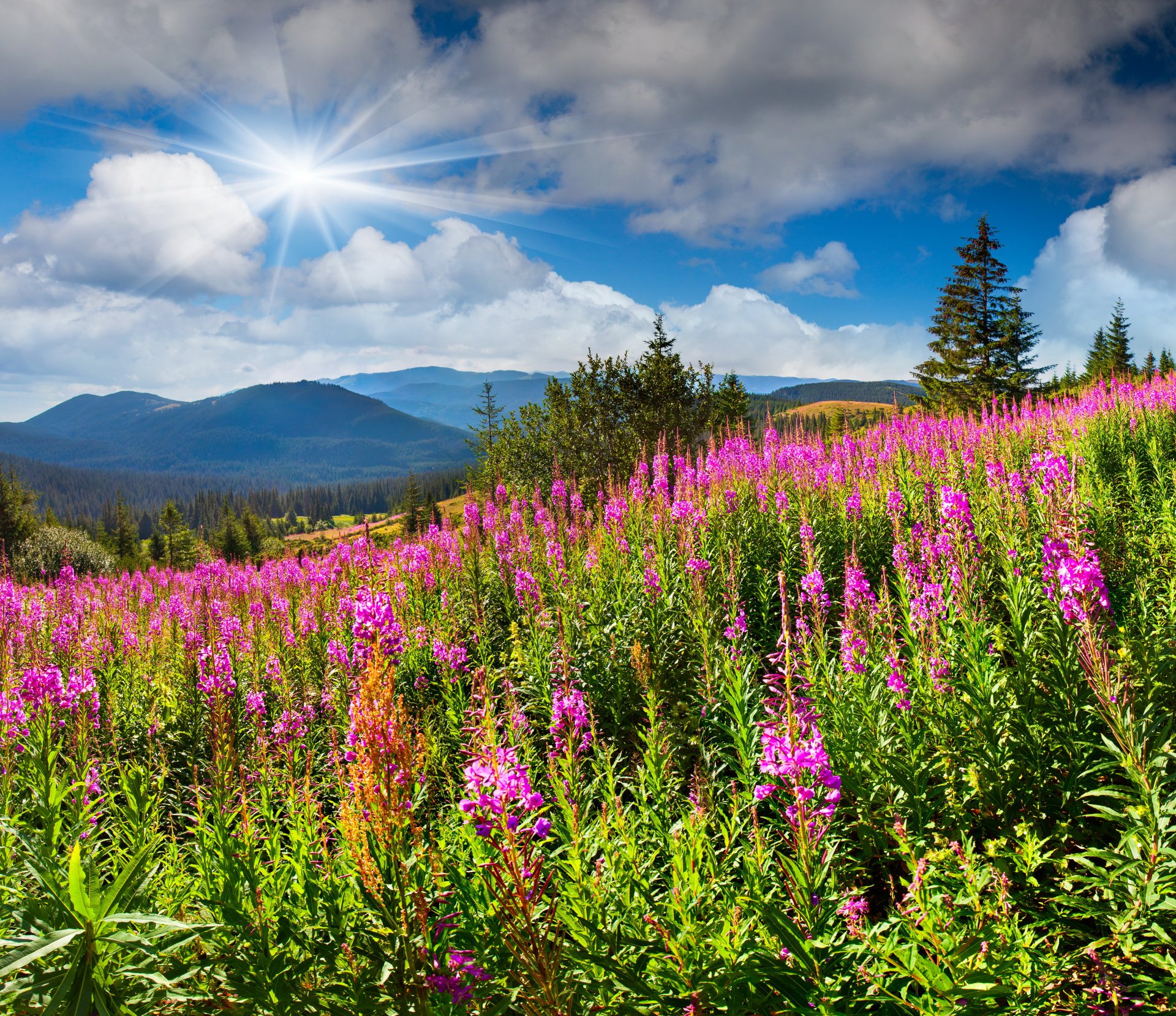 natura paesaggio montagne erba prati fiori cielo sole