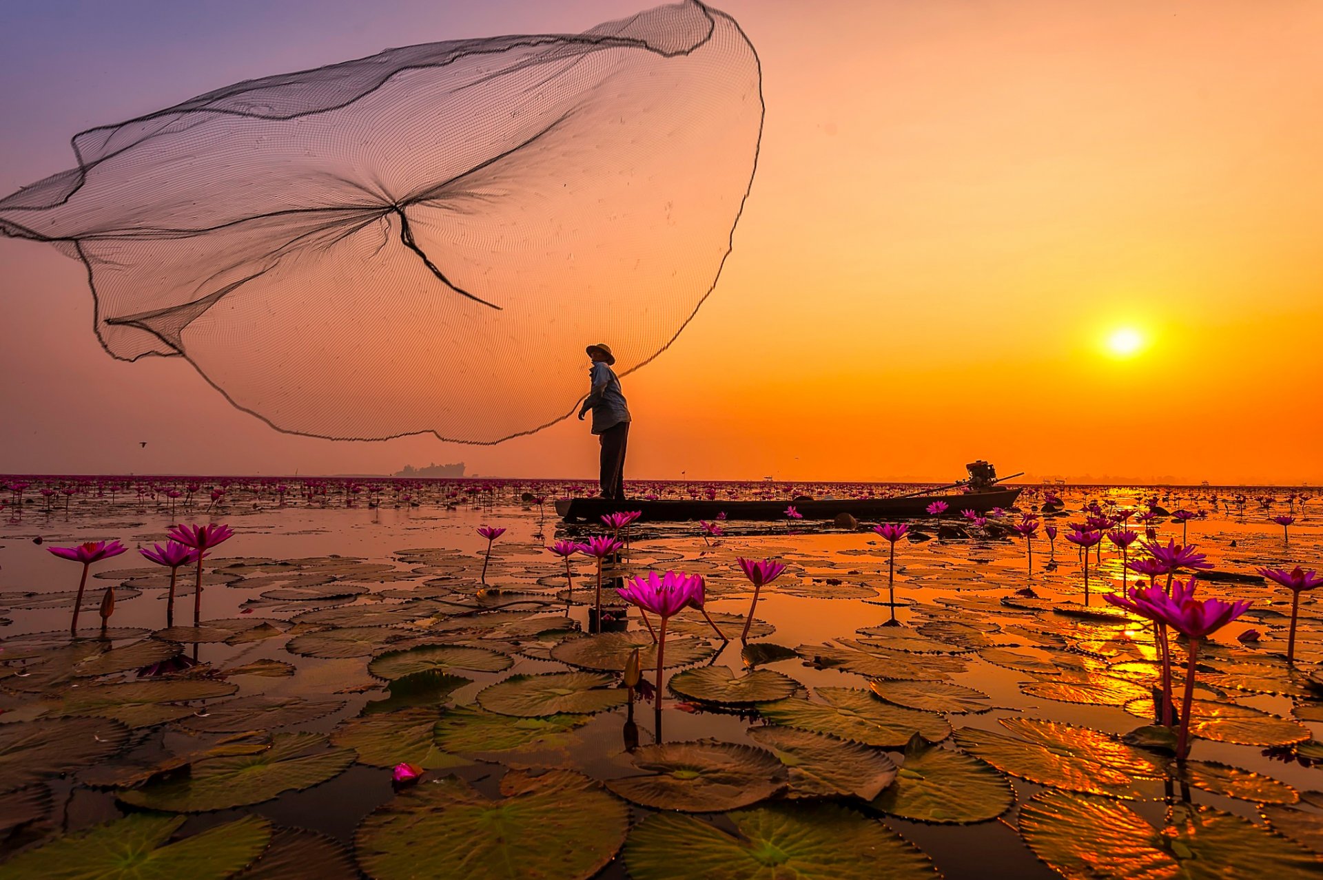 thaïlande lac pêcheurs filet fleurs lotus rose