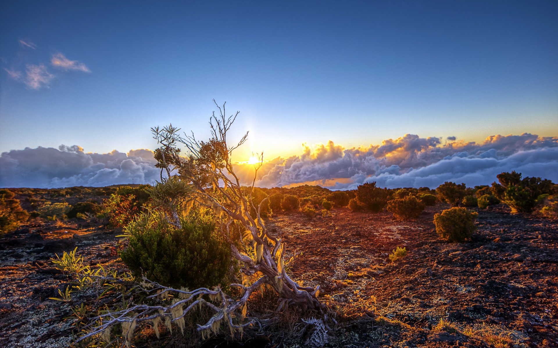 champ coucher de soleil nature paysage