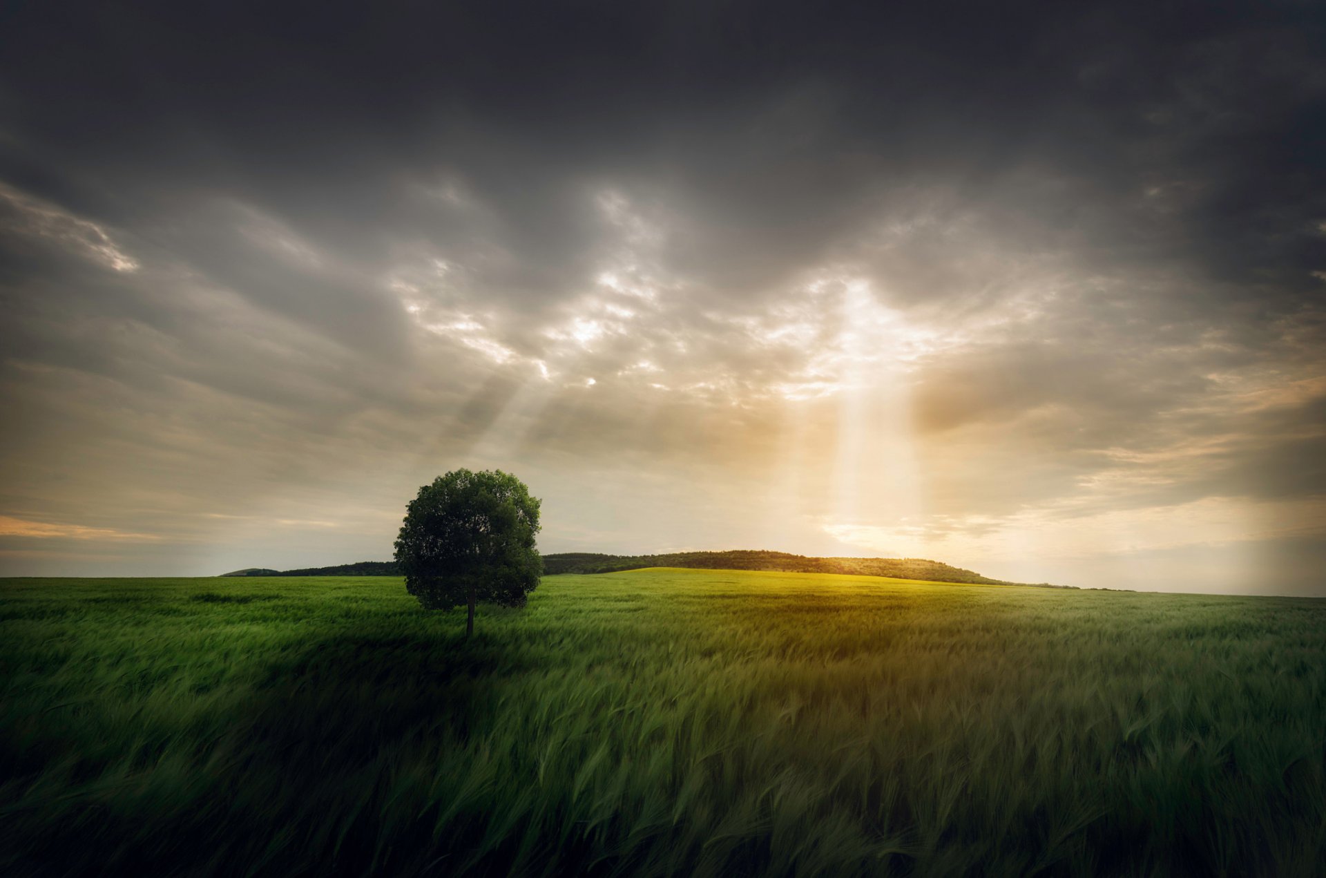 champ arbre ciel lumière rayons