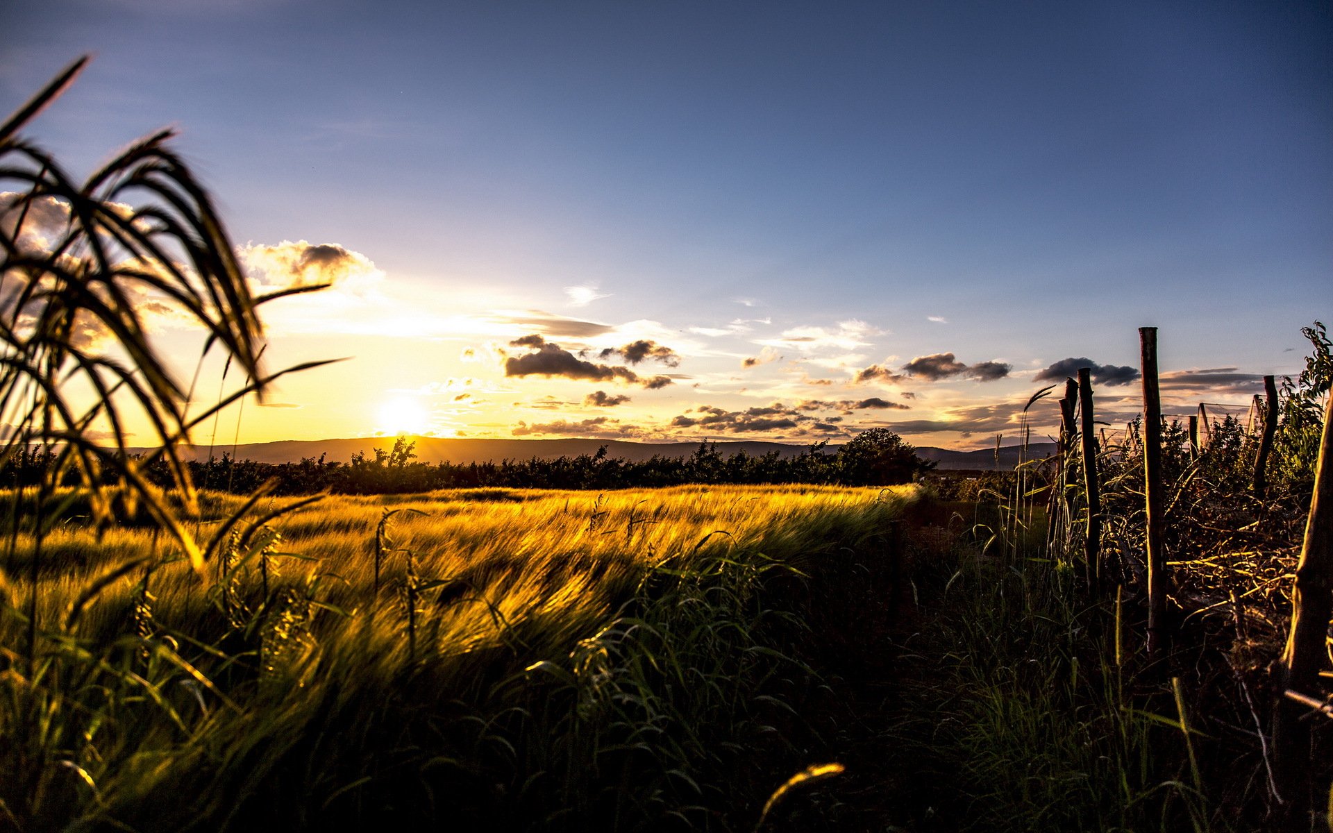 the field sunset landscape