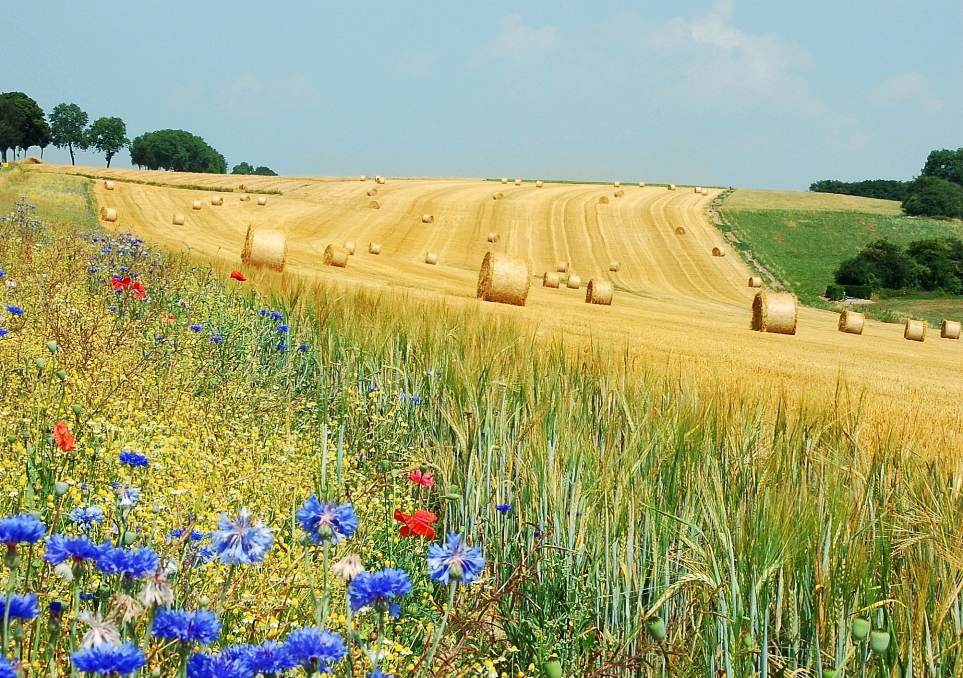 campo rollos flores