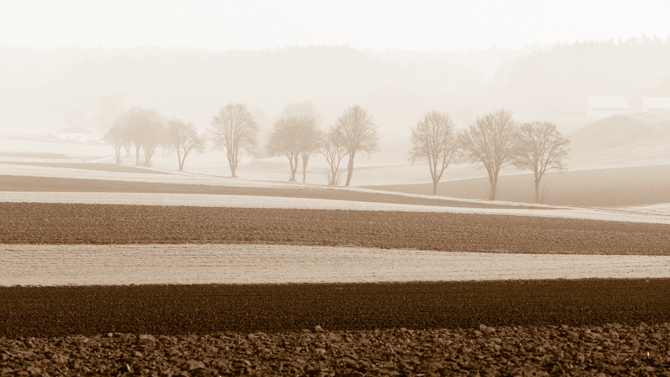 campo alberi nebbia mattina paesaggio