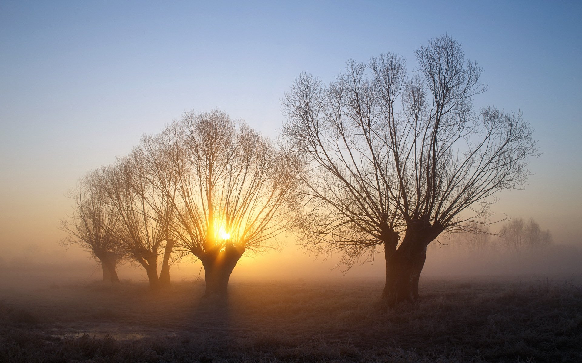 matin brouillard arbres paysage