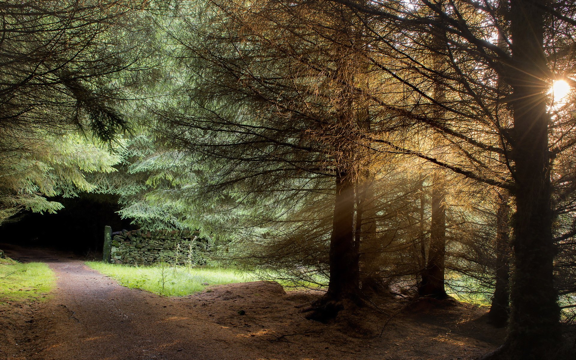 strada alberi luce paesaggio