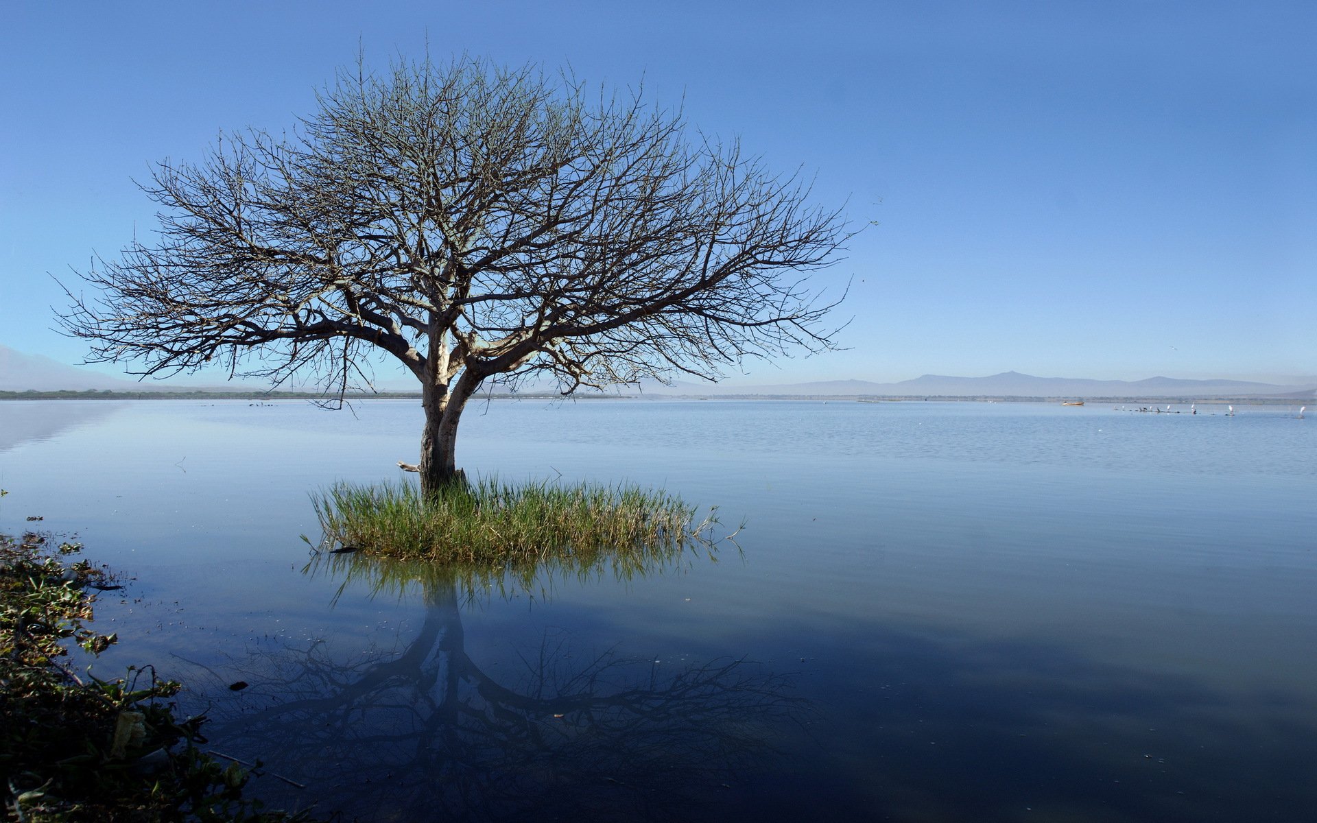 lac arbre paysage