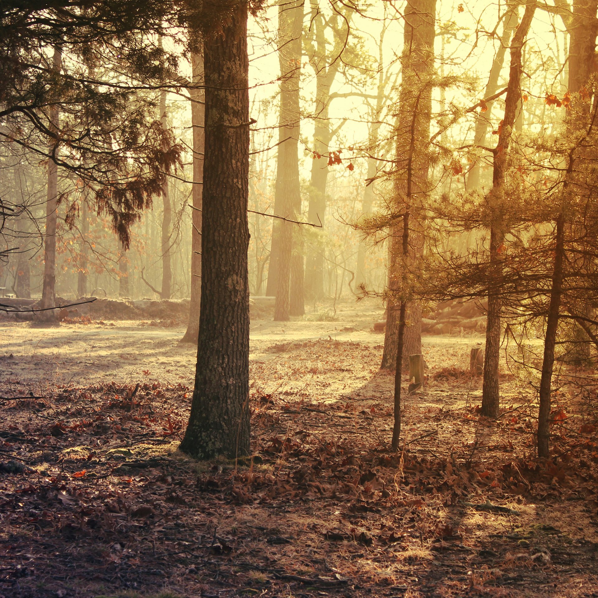 tree landscape beauty foliage