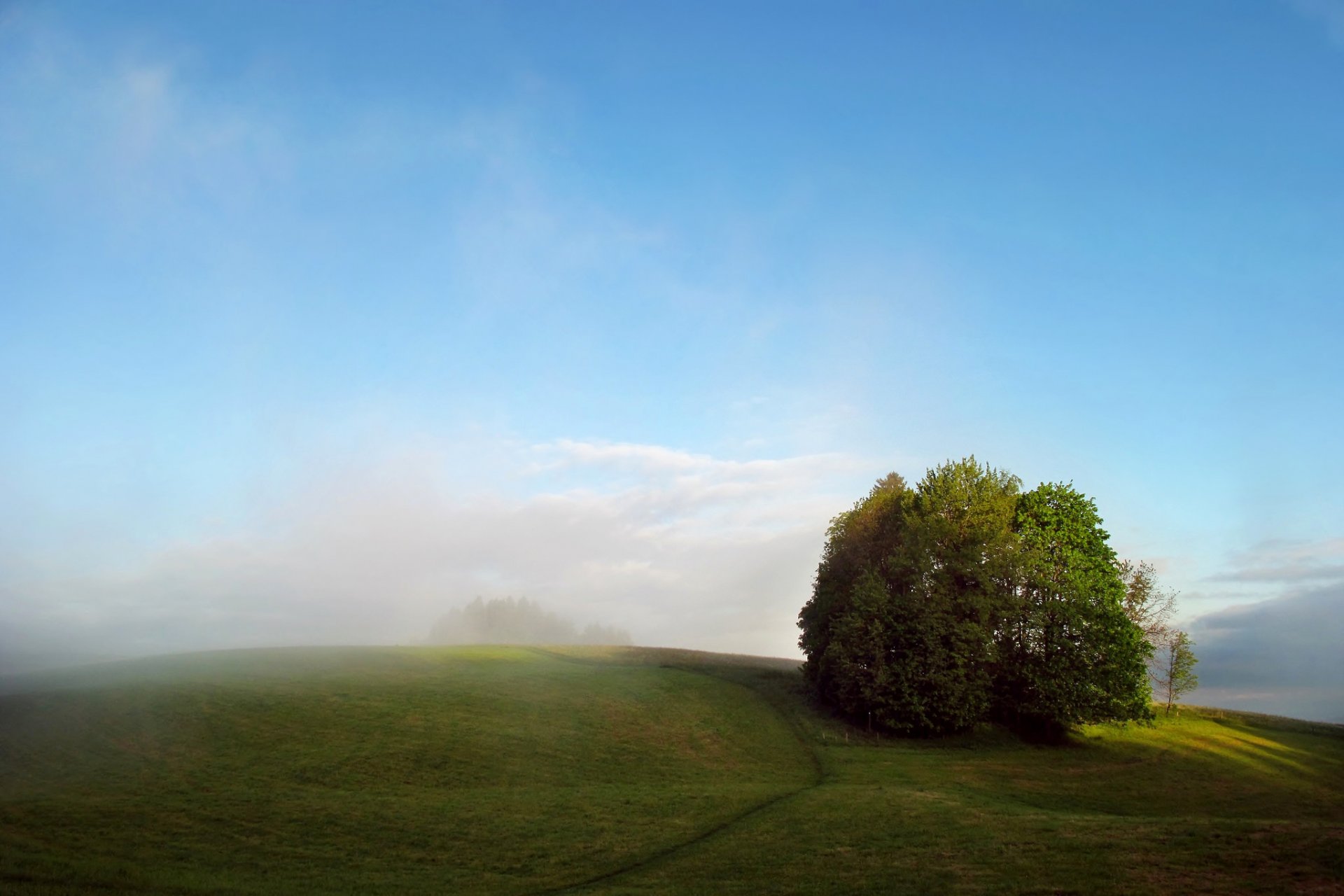 campo árboles niebla verano