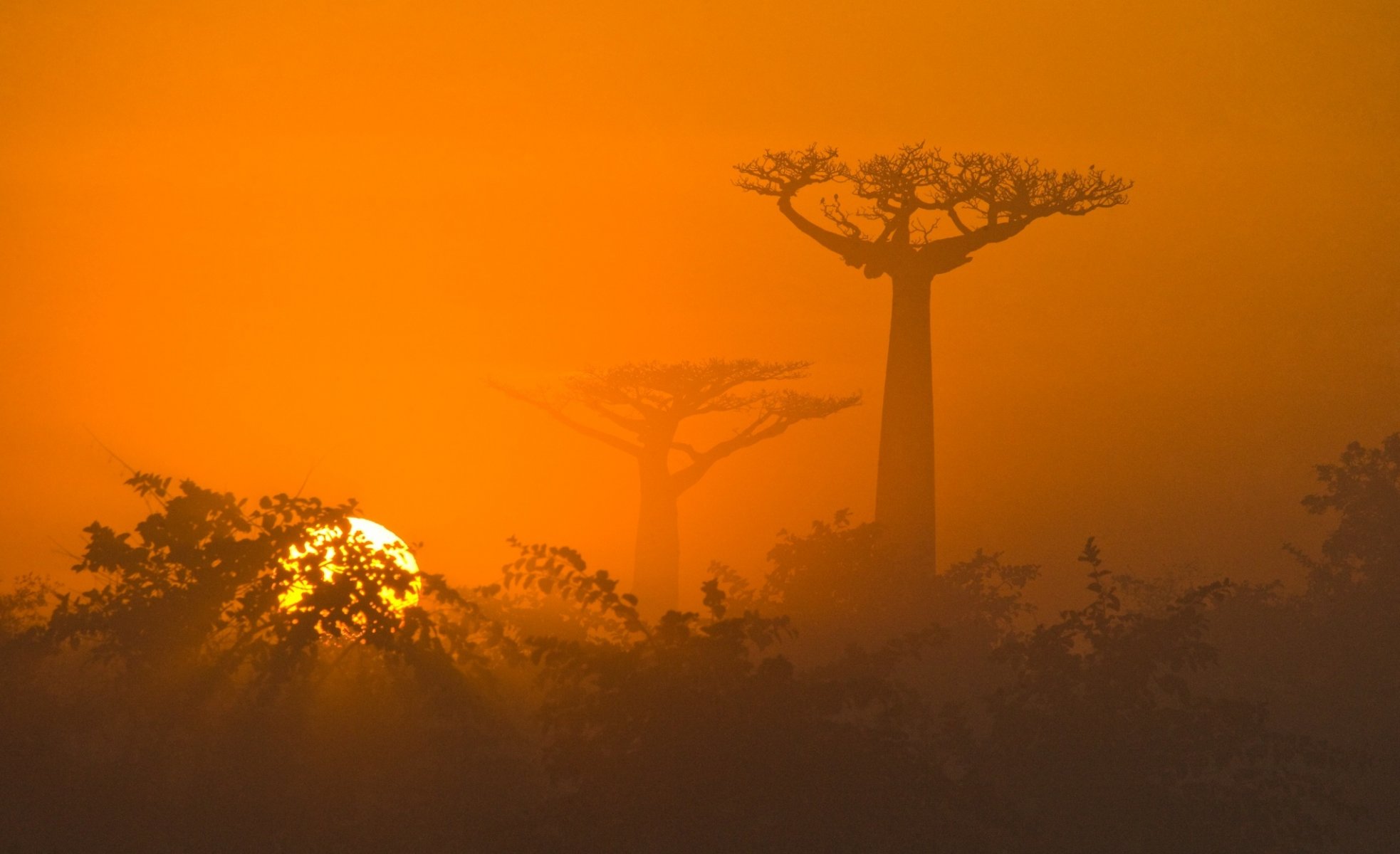 áfrica sabana naturaleza árboles