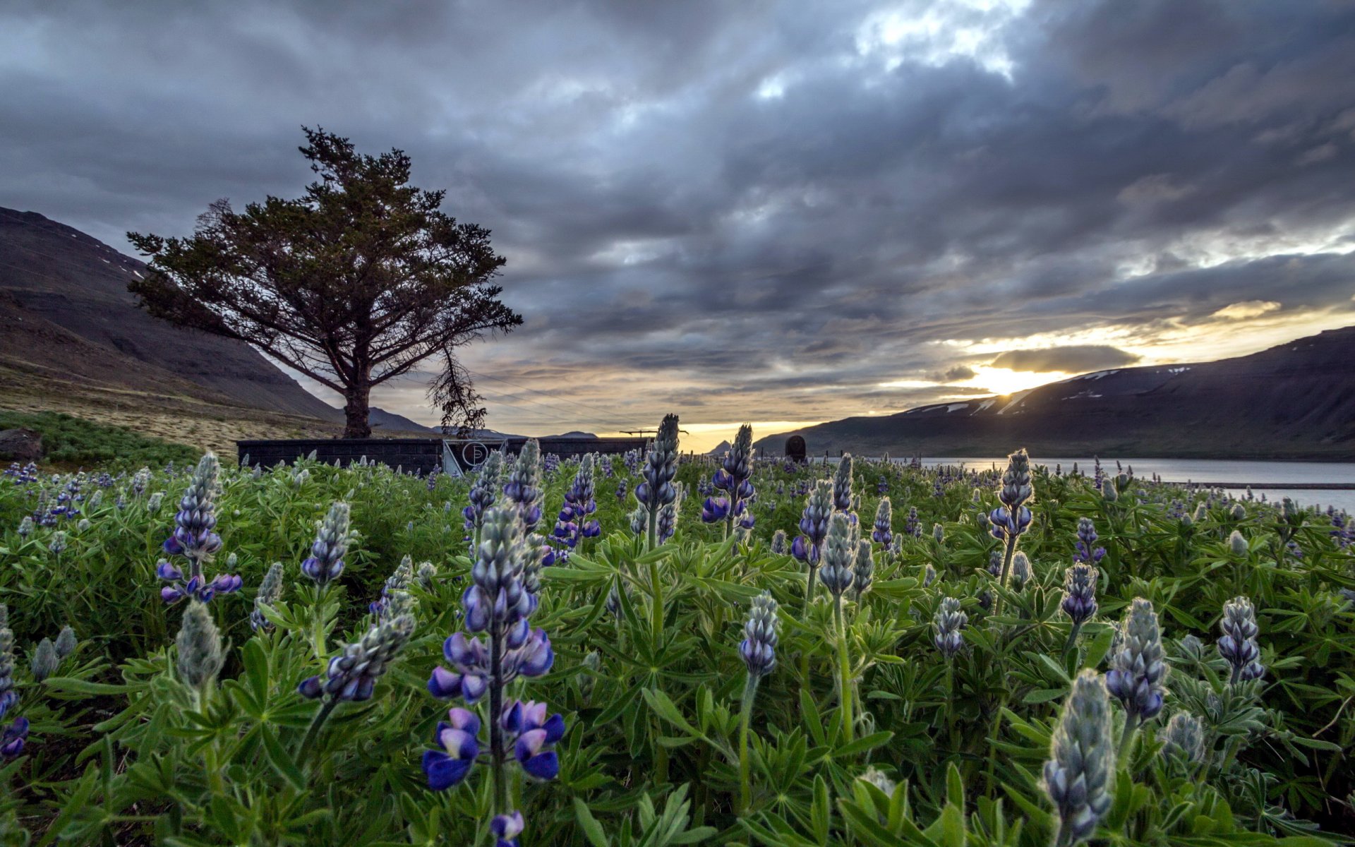 dýrafjörður islandia krajobraz