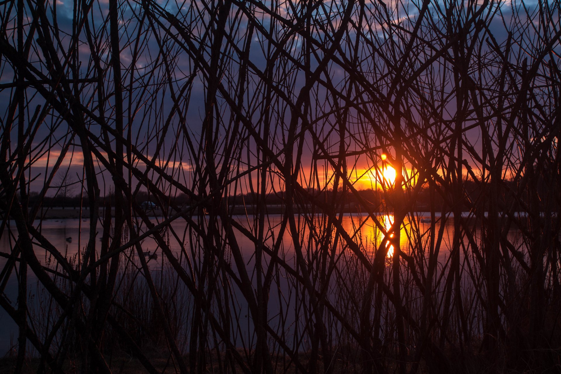 arbres branches soleil coucher de soleil