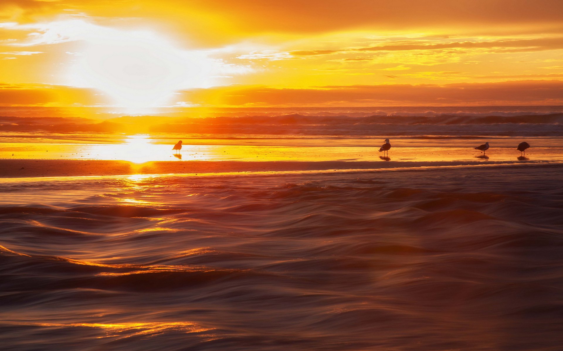 unset sea birds landscape