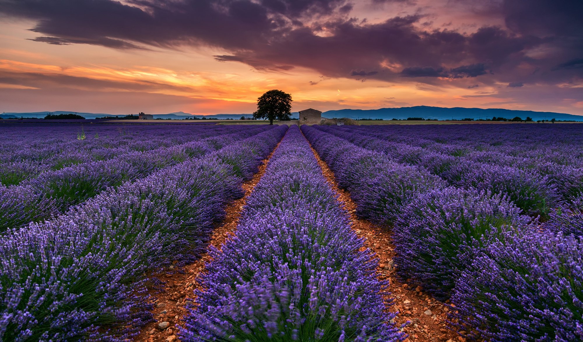 francia provenza estate luglio campo lavanda fiori albero cielo nuvole